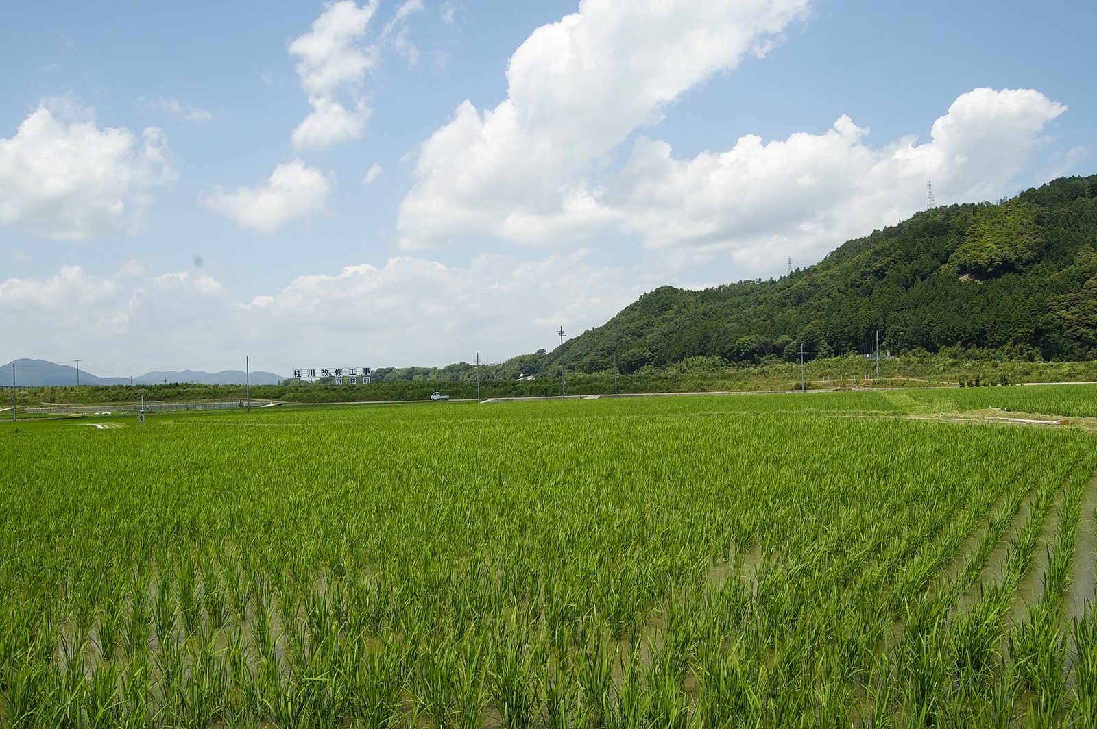 青田と山の風景